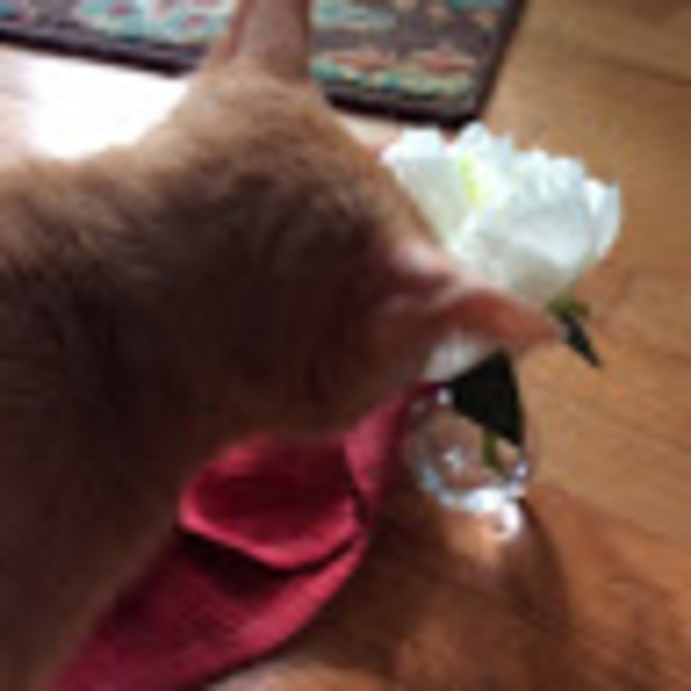 Meet your Posher, Tessa